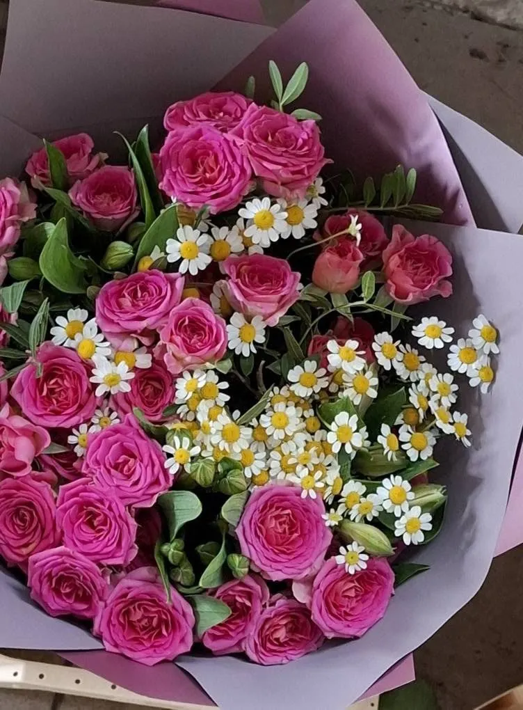 Rozā krūmrozes ar kumelītēm violetā papīrā