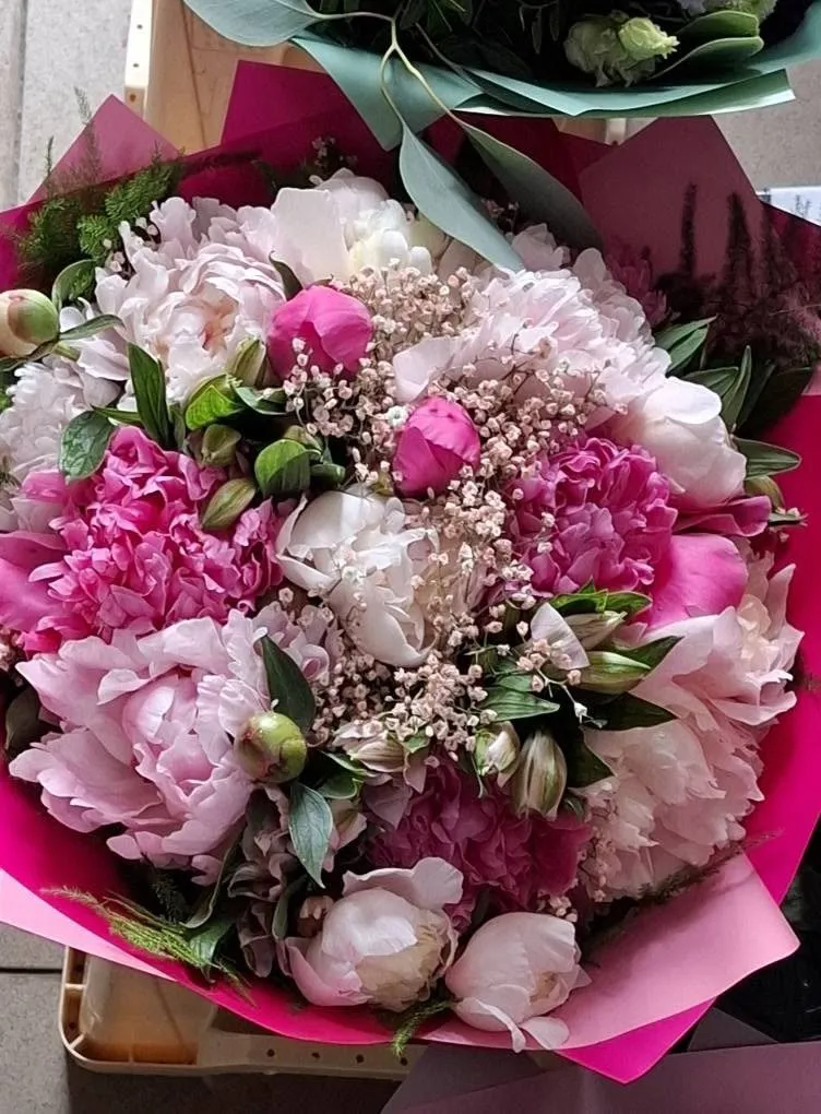 Peoniju pušķis rozā toņos ar ģipseni